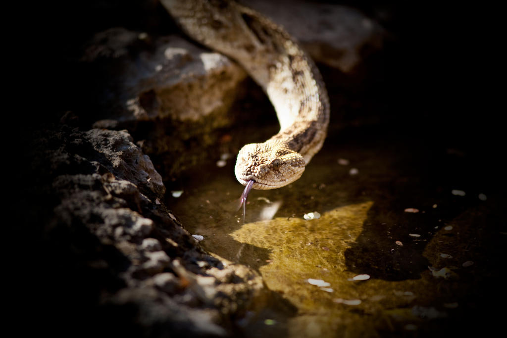 Mokuti Etosha Villa Namutoni Kültér fotó