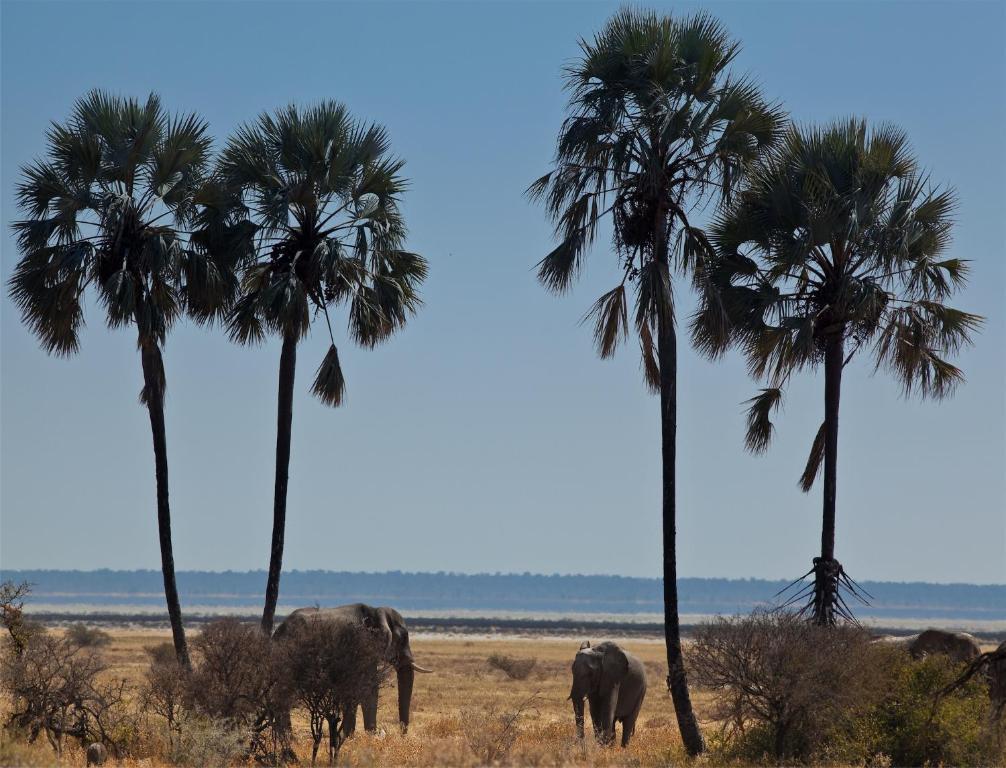 Mokuti Etosha Villa Namutoni Kültér fotó