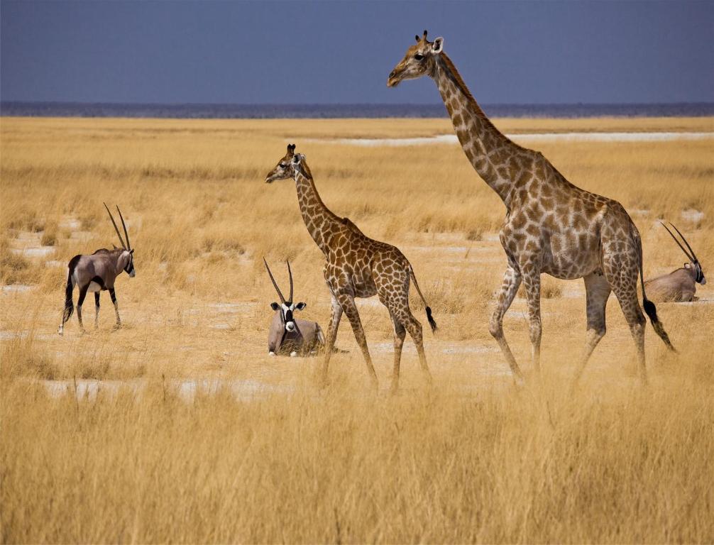 Mokuti Etosha Villa Namutoni Kültér fotó